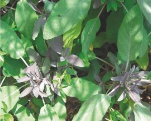 Žalfija - Salvia officinalis L.     